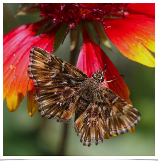 Common Streaky-Skipper